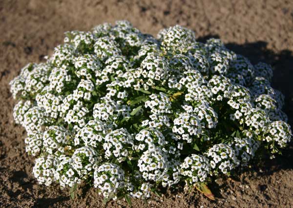 Sweet Alyssum