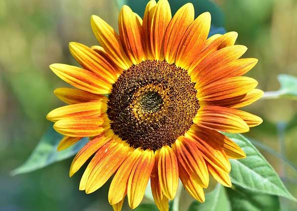 Symbolization of Sunflower?