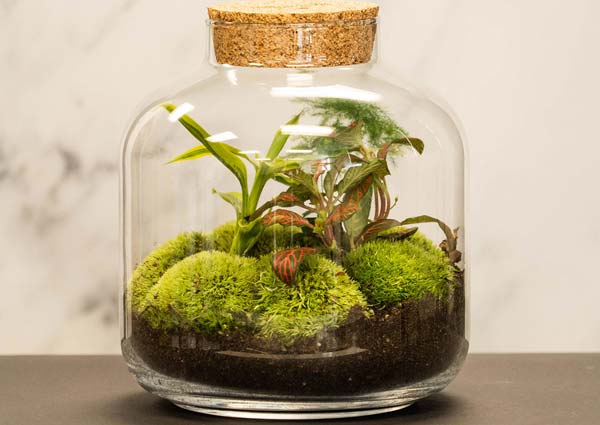 Terrarium