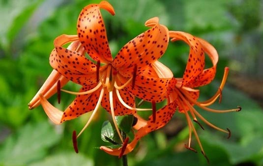 Tiger Lily