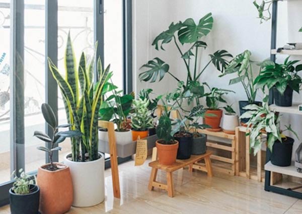 Tips to Choose Plants for Home