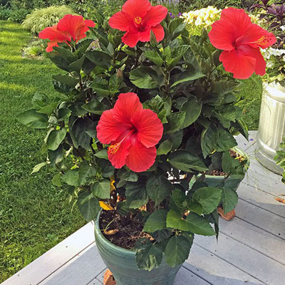 Tropical Hibiscus Plant