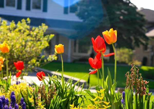 Tulips