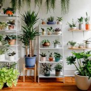 Useful Tips to Take Care of Your Indoor Plants