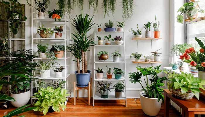 Useful Tips to Take Care of Your Indoor Plants