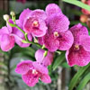 Vanda