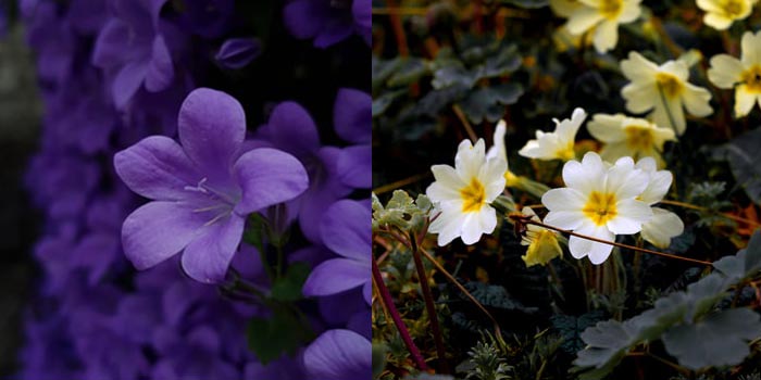 February Birth Flowers: Violet and Primrose