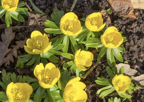 Winter Aconite