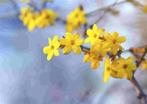 Winter Jasmine