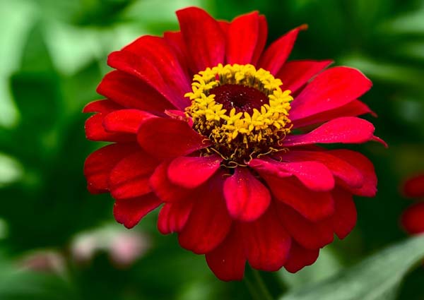 Red Zinnia