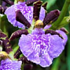 Zygopetalum