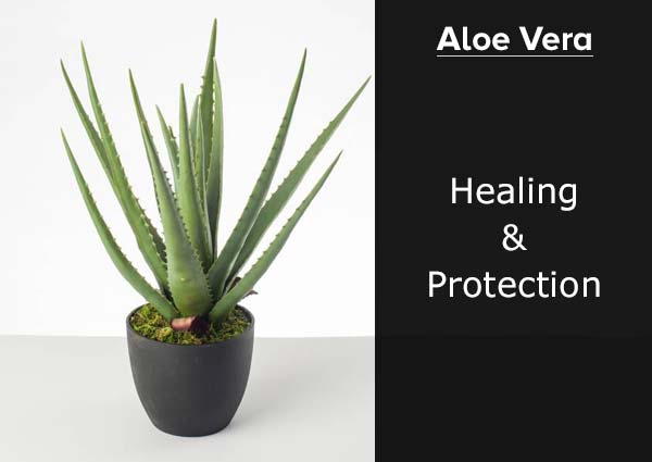 Aloe vera