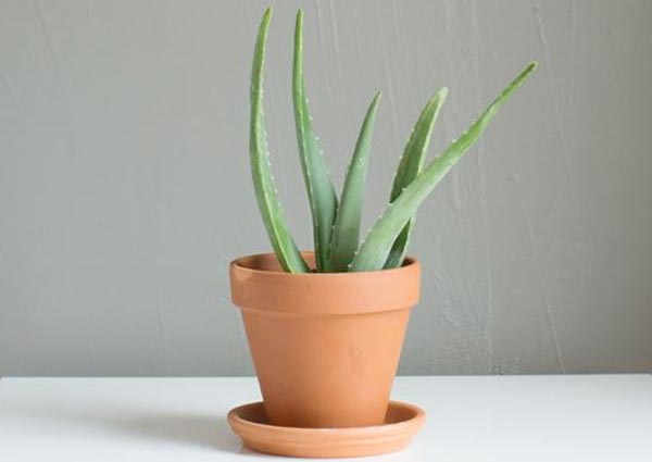 Aloe Vera Plant