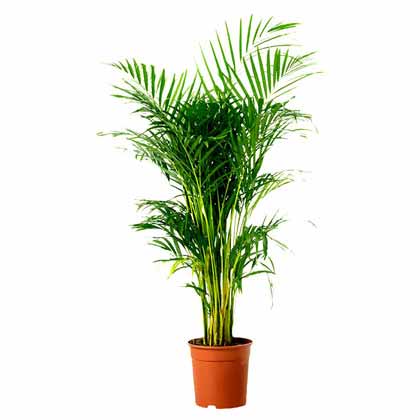 Areca Palm