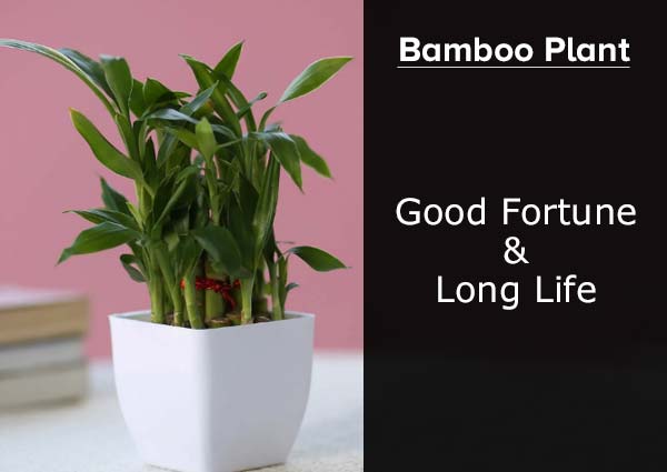Lucky Bamboo 