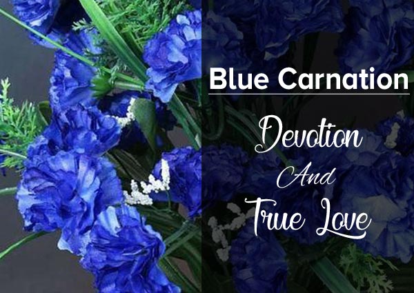 Blue Carnation