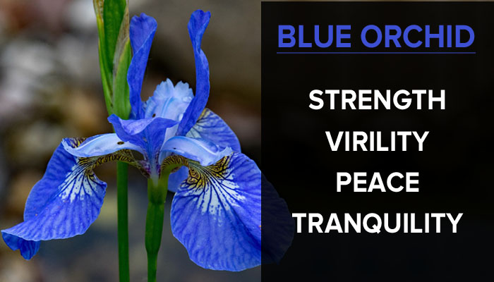 Significado de Blue Orchid por The White Stripes