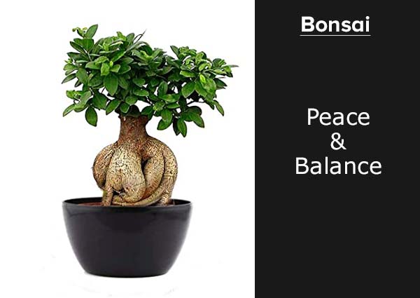 Bonsai Plant