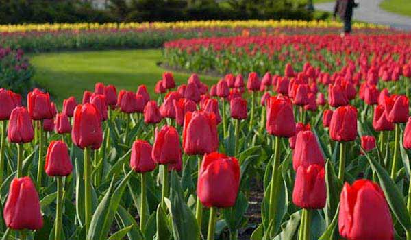 canadian tulip festival