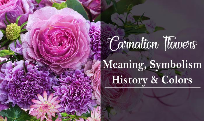 Carnation Flowers Meaning Symbolism