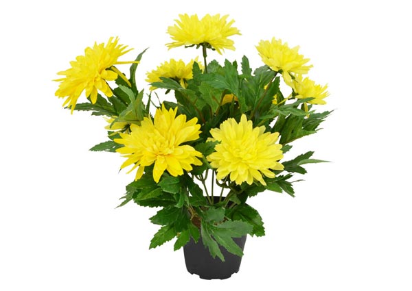 Chrysanthemum