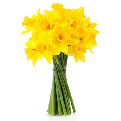 Daffodils