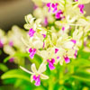 dendrobium