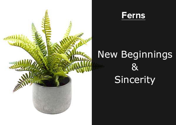 Fern Plant