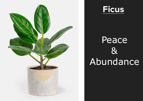 Ficus plant