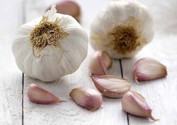 Garlic