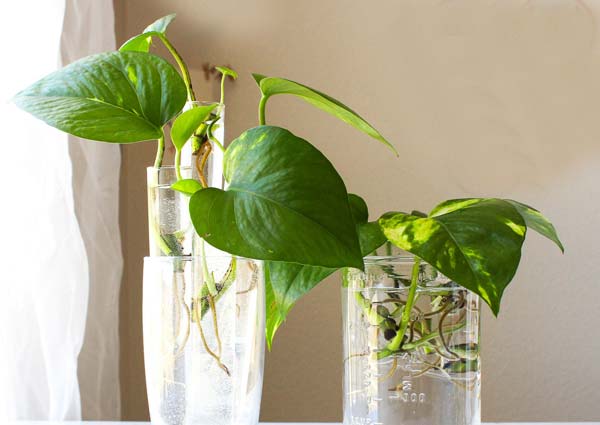 Golden Pothos