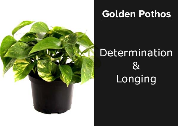 Golden Pothos