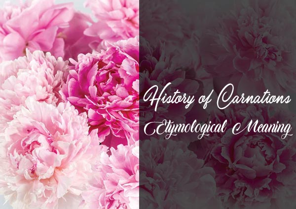 History of Carnations Flower