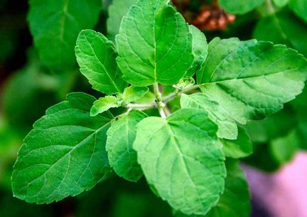 Tulsi/Holy Basil