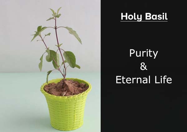 Holy Basil 