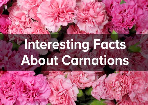 National Carnation Day - Facts About Carnations and History of the Day