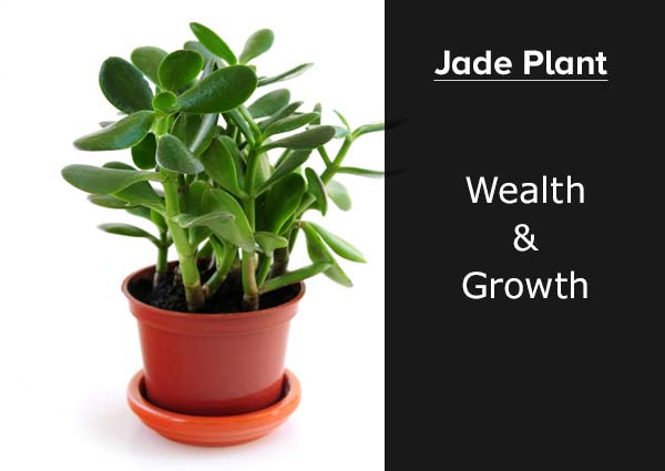 Jade Plant 