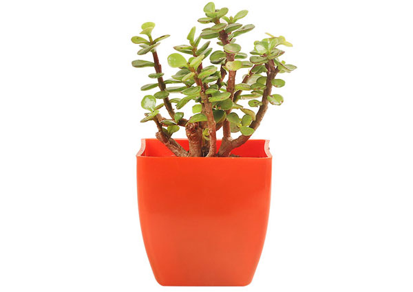 Jade Plant