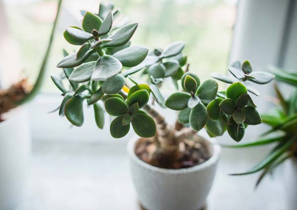 Jade Plant