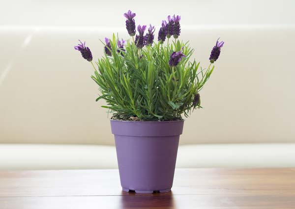 Lavender Plant