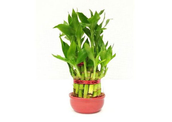 Lucky Bamboo Plant