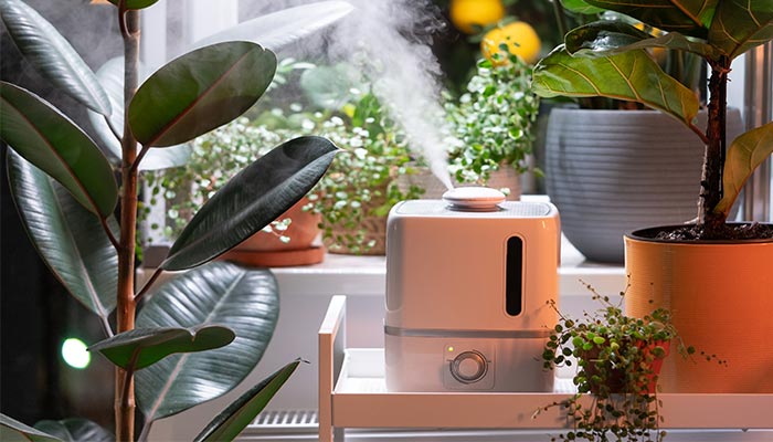 Where To Place Humidifier For Plants