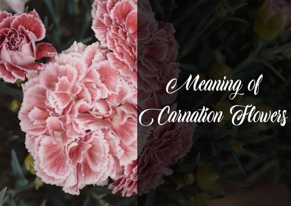 Meaning of Carnation