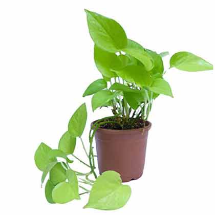 Money Plant