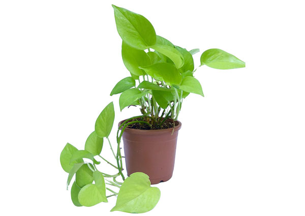 Money Plant