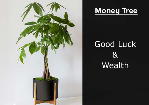 Money Tree 