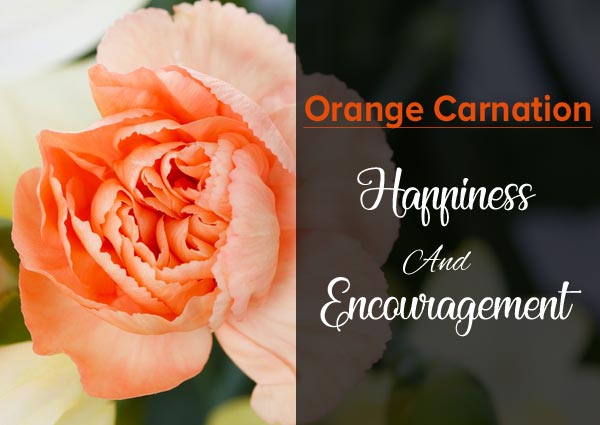 Orange Carnation