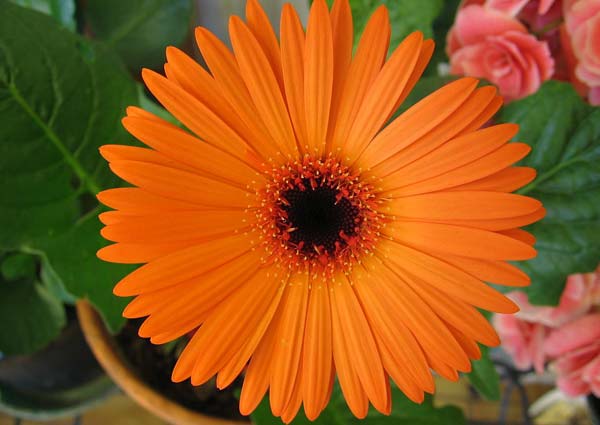 Orange Gerbera