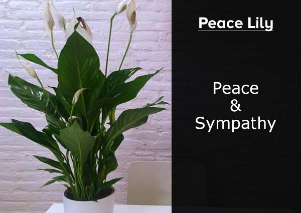 Peace Lily 