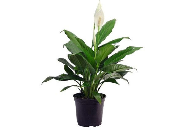 Peace Lily